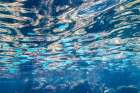 Ecuador-Galapagos National Park-Santa Fe Island School of anchovies Art Print